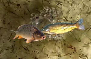 कॉमन कॉर्प और हंगेरियन कॉमन कॉर्प से मालामाल होंगे किसान