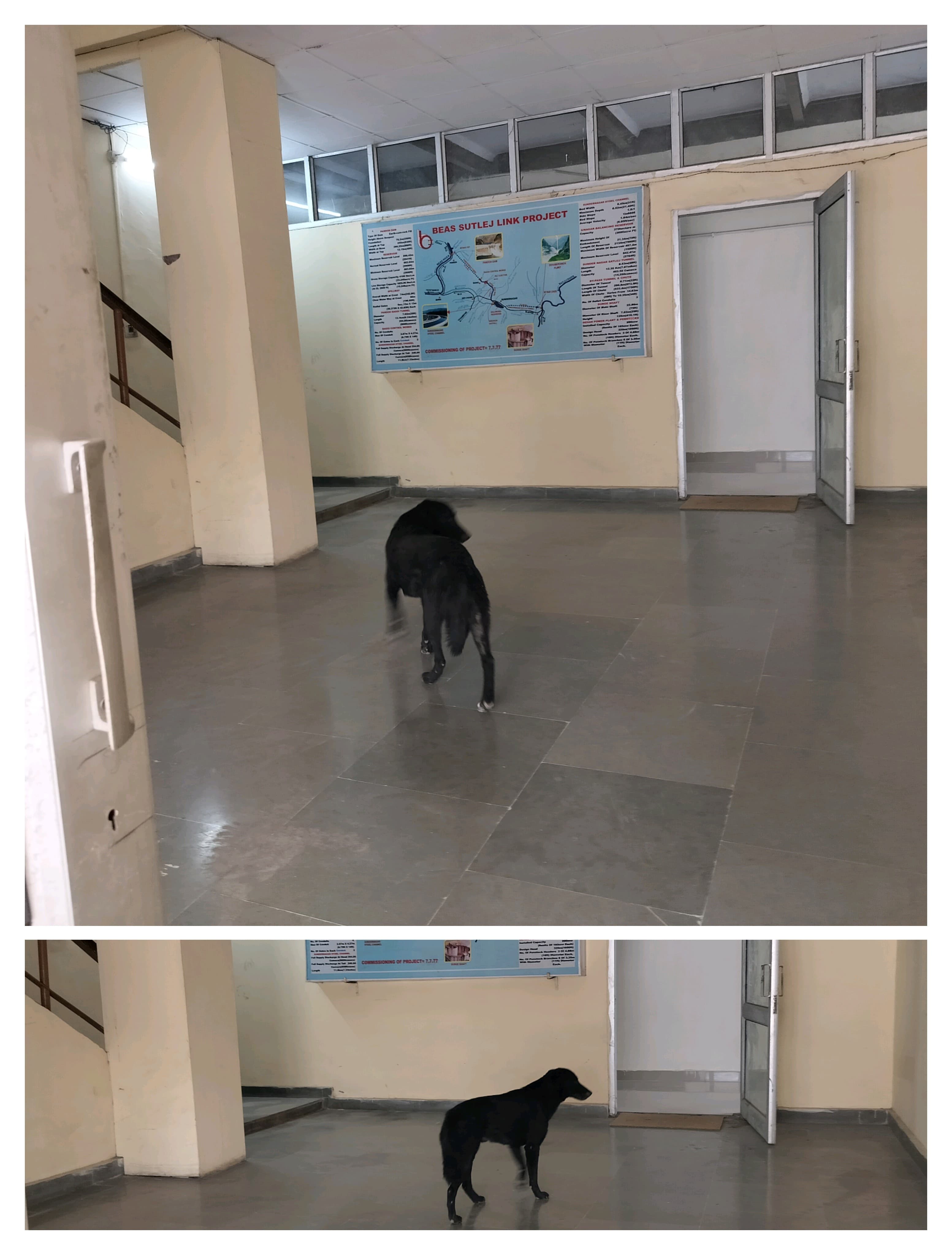 चीफ इंजीनियर के कार्यालय में आवारा कुत्तों का आतंक