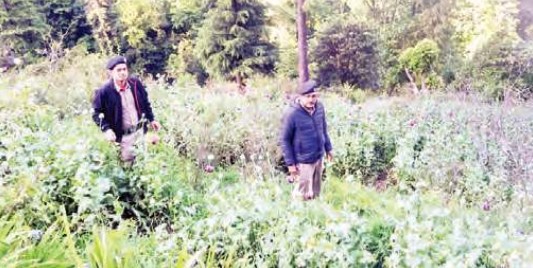 78,820 अफीम के पौधे किए नष्ट