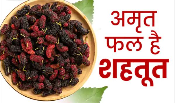 आयुर्वेद का ‘अमृत फल’ शहतूत, इन बिमारियों के लिए है रामबाण..