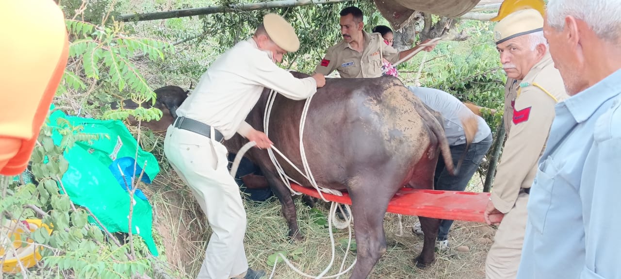 सौहर में गौशाला से भागी भैंस गिरी खाई में, दमकल विभाग ने रेस्क्यू कर बचाई जान