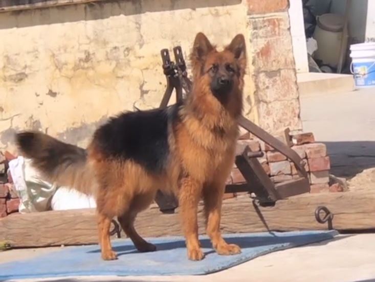 50 हजार के जर्मन शेफर्ड को तेंदुए ने बनाया शिकार, इलाके में दहशत...