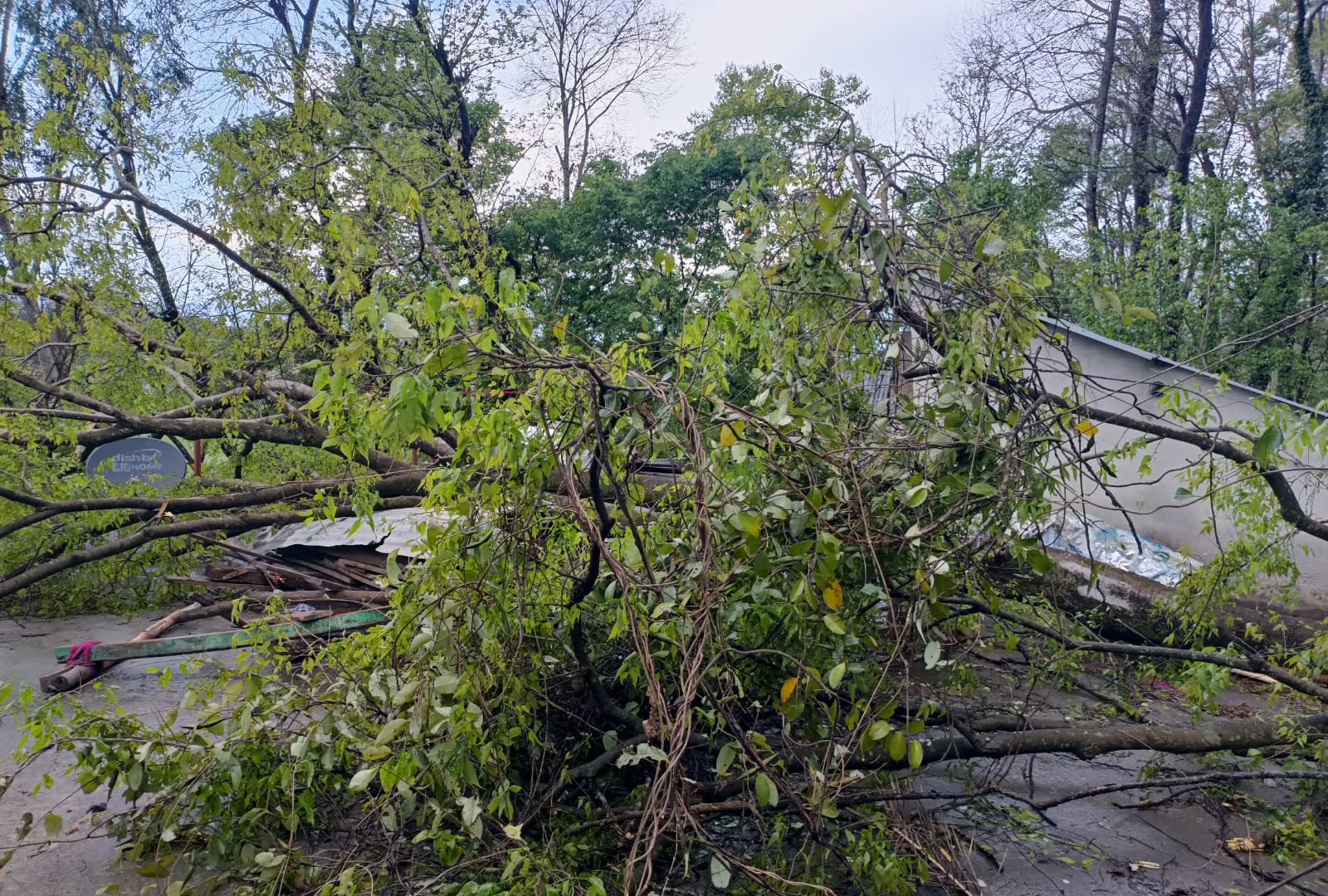 बल्ह में भारी बारिश अंधड और ओलावृष्टि से किसानों को भारी नुकसान 