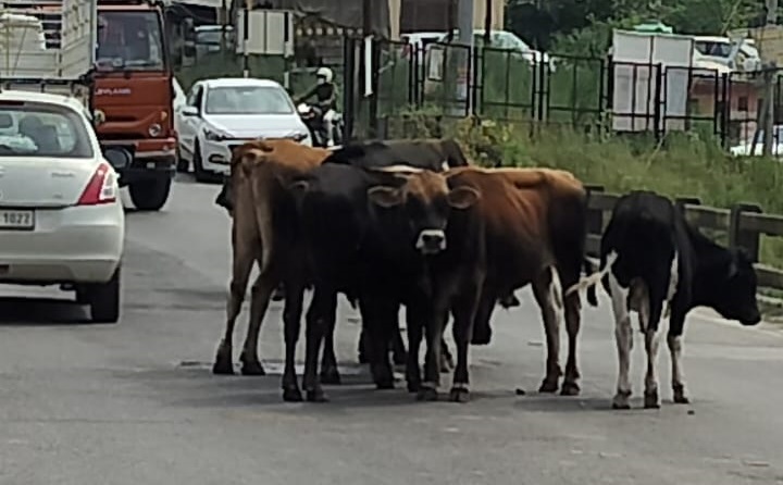 बेसहारा पशु धनोटू पुल पर लगा रहे हैं जाम