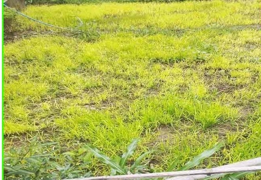 सिरमौर की कस्तूरी बासमती फसल पर ‘फुट रॉट’ बीमारी का हमला