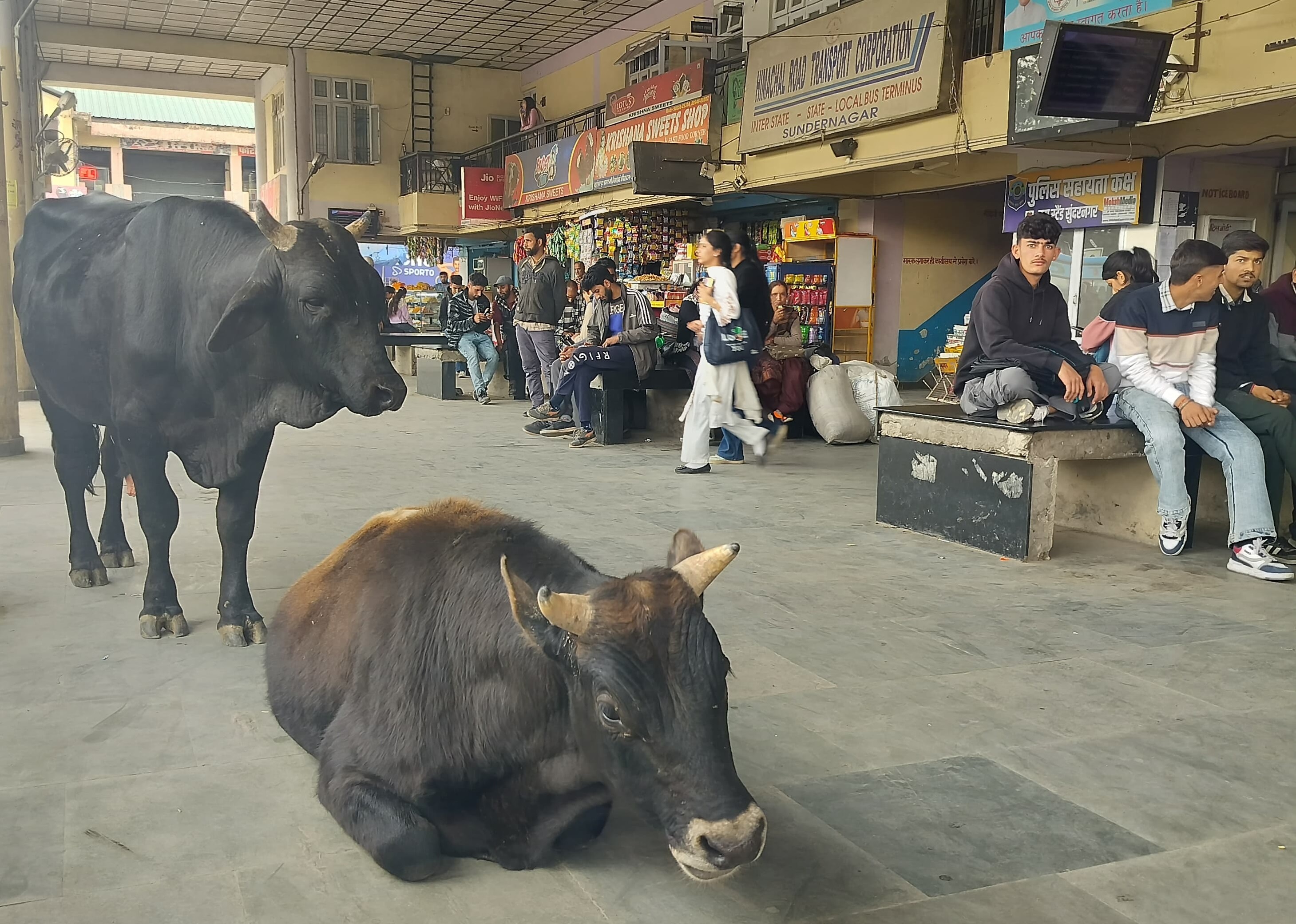 बस अड्डा सुंदरनगर में सींग वाले बेसहारा पशुओं का आतंक 