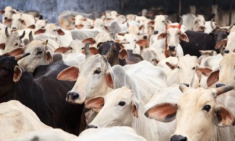 प्रदेश के बेसहारा गोवंश को मिला बड़ा सहारा