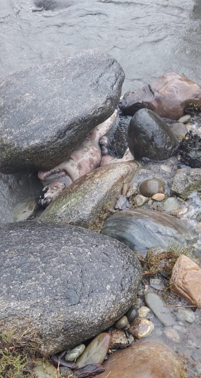 ब्यास नदी में मिला शव, पुलिस ने शुरू की आगामी जांच