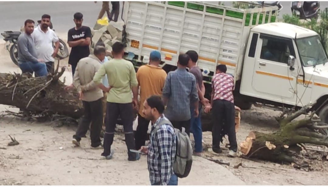 चैलचौक में तूफान से धराशायी हुआ पुराना पेड़ : बाल-बाल बचीं तीन गाड़ियां, बिजली आपूर्ति ठप