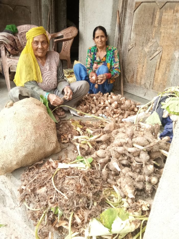 बिंगा में अरबी (कचालू) की बंपर फसल किसान खुश