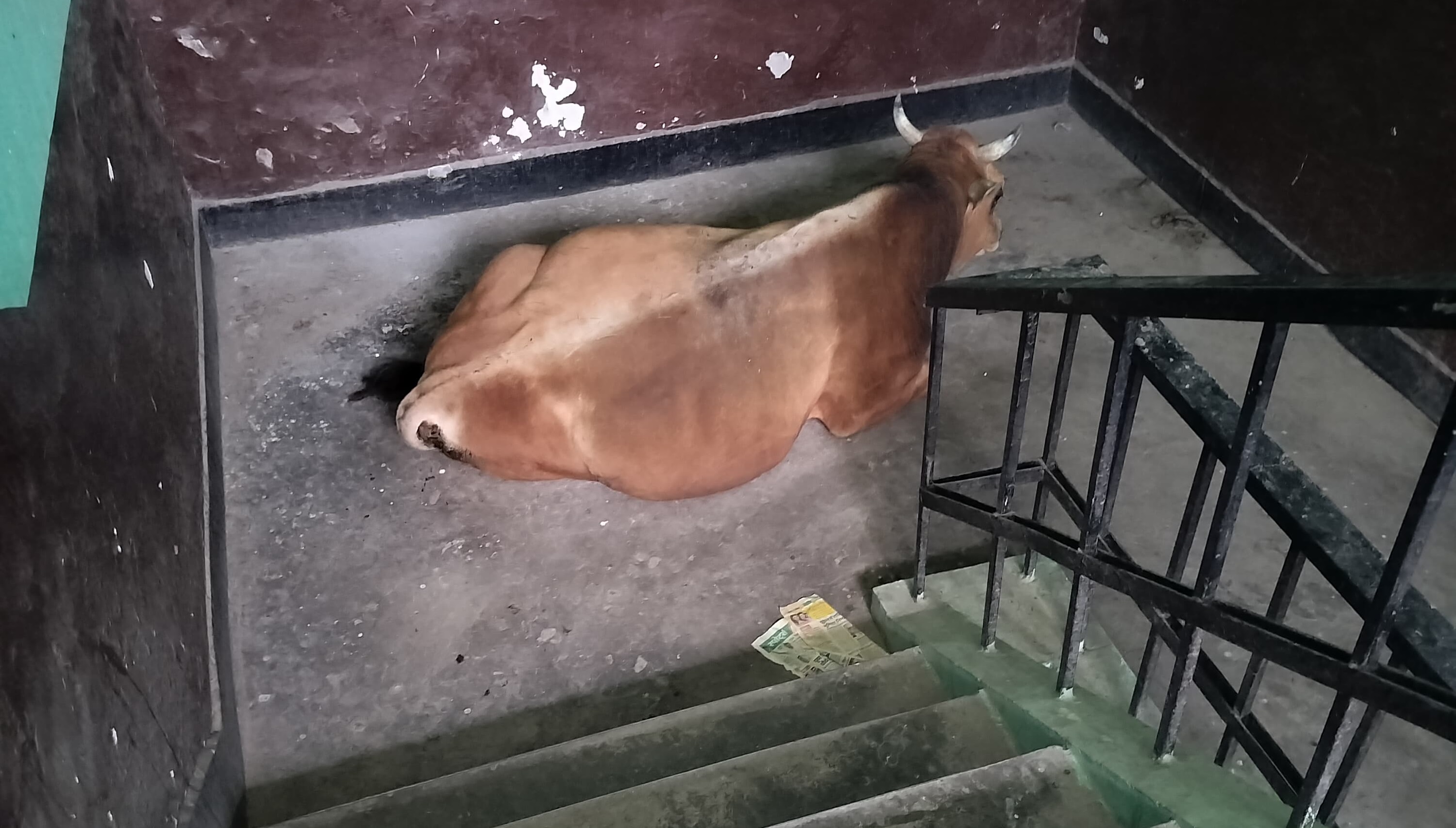 सब्जी मंडी धनोटू को जाते एवं कार्यालय को जाते रास्ते पर सांड का...