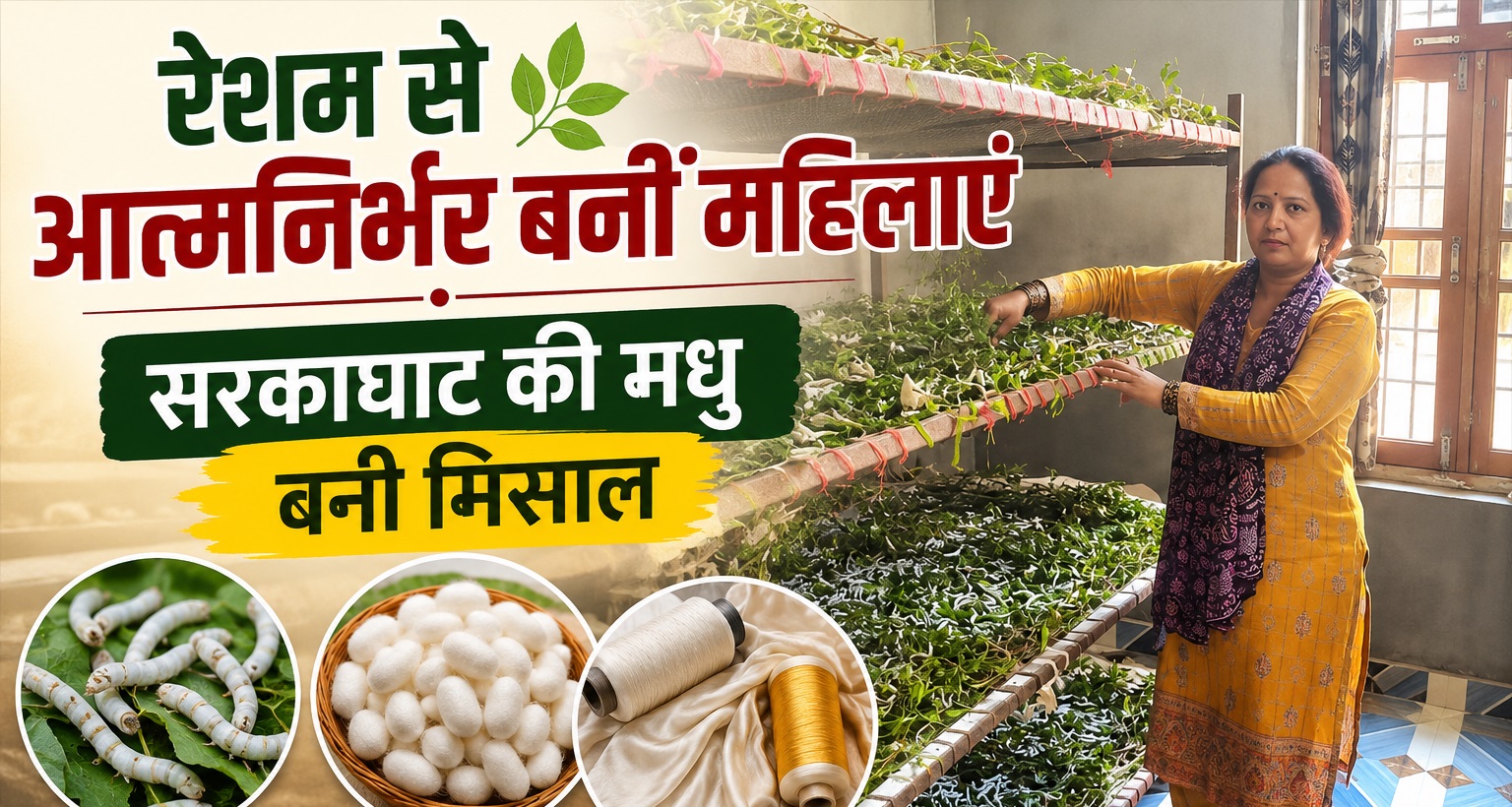 रेशम कीट पालन से आत्मनिर्भर बन रहीं सरकाघाट की महिलाएं, सिंहारन की 'मधु' ने लिखी सफलता की नई इबारत