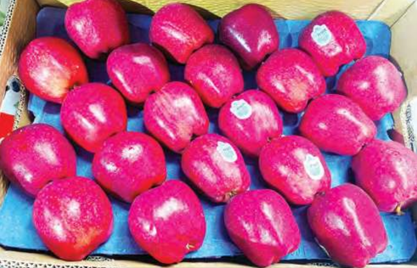 तुर्किये सेब की हिमाचलियों पर मार, सीएम सुक्खू ने पीएम को पत्र लिख आयातित सेब पर 100 त्न शुल्क लगाने की लगाई गुहार