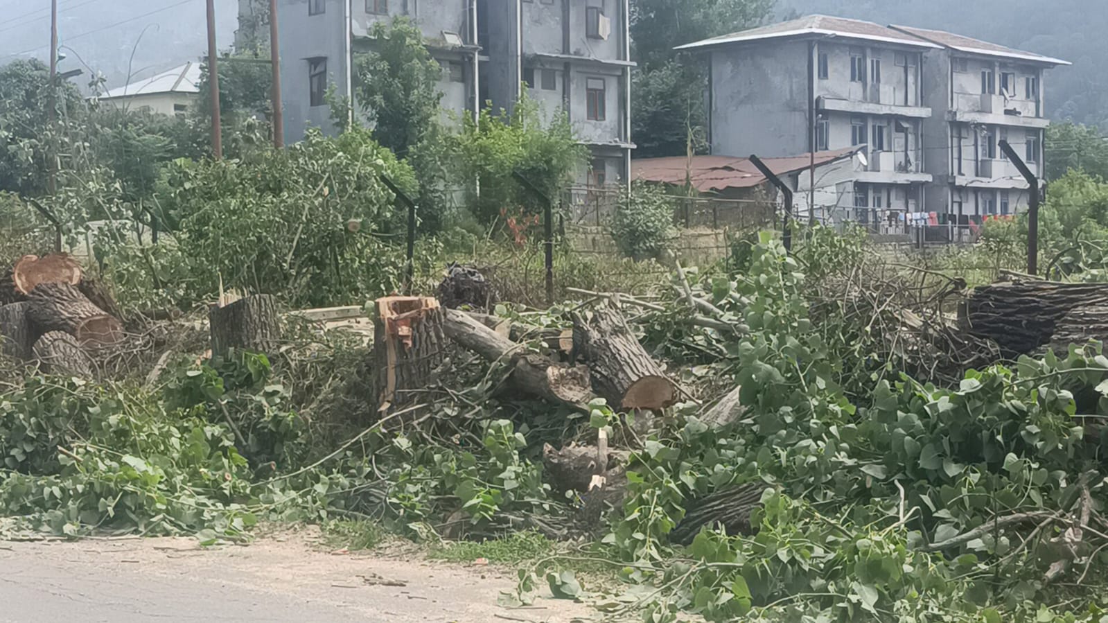 भट्ठा क्षेत्र में खतरे से राहत की पहल: एसडीएम के आदेश पर काटे गए 15 से अधिक सूखे पेड़