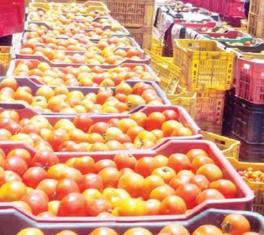 सोलन सब्जी मंडी में टमाटर के दामों ने पकड़ी रफ्तार, हिमसोना 450...