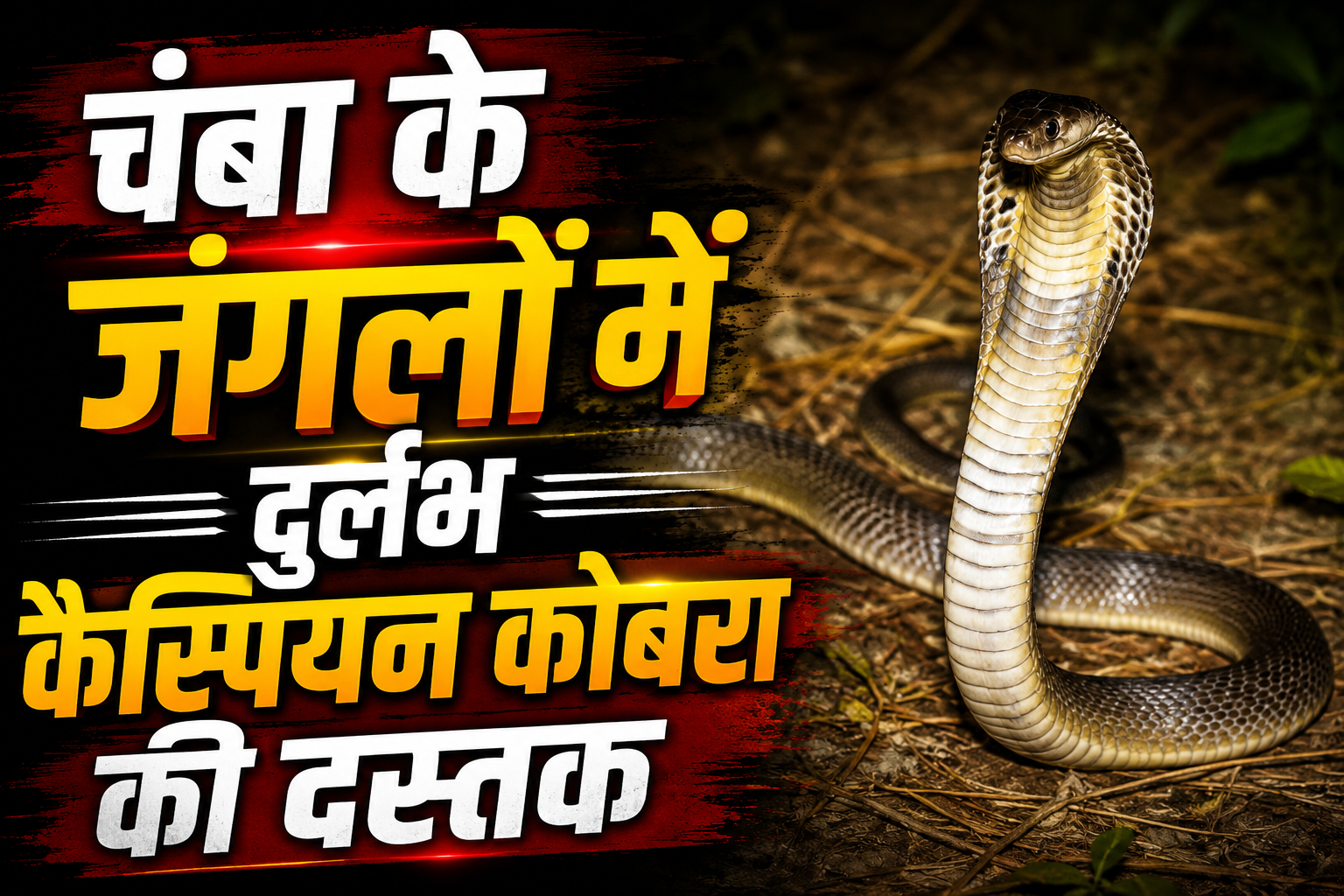 चंबा के जंगलों में पहली बार दिखा दुर्लभ 'कैस्पियन कोबरा', वन विभाग ने बढ़ाई निगरानी