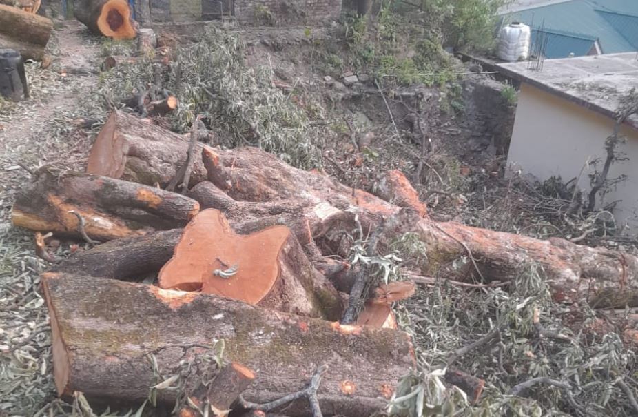 आमों से लदे पेड़ों पर चली कुल्हाड़ी, धर्मपुर में फिर गूंजा अवैध कटान का मामला