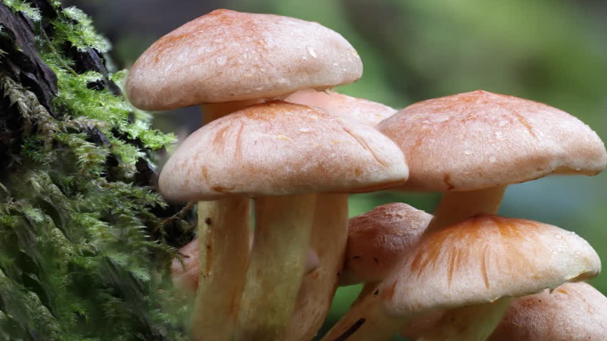 कुल्लू में जंगली मशरूम खाना पड़ा भारी, एक ही परिवार के 8 सदस्य अस्पताल में भर्ती