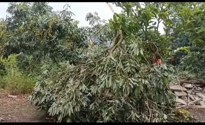 आंधी तूफान से‌  नाहन क्षेत्र में आम के फलों में हुई तबाही