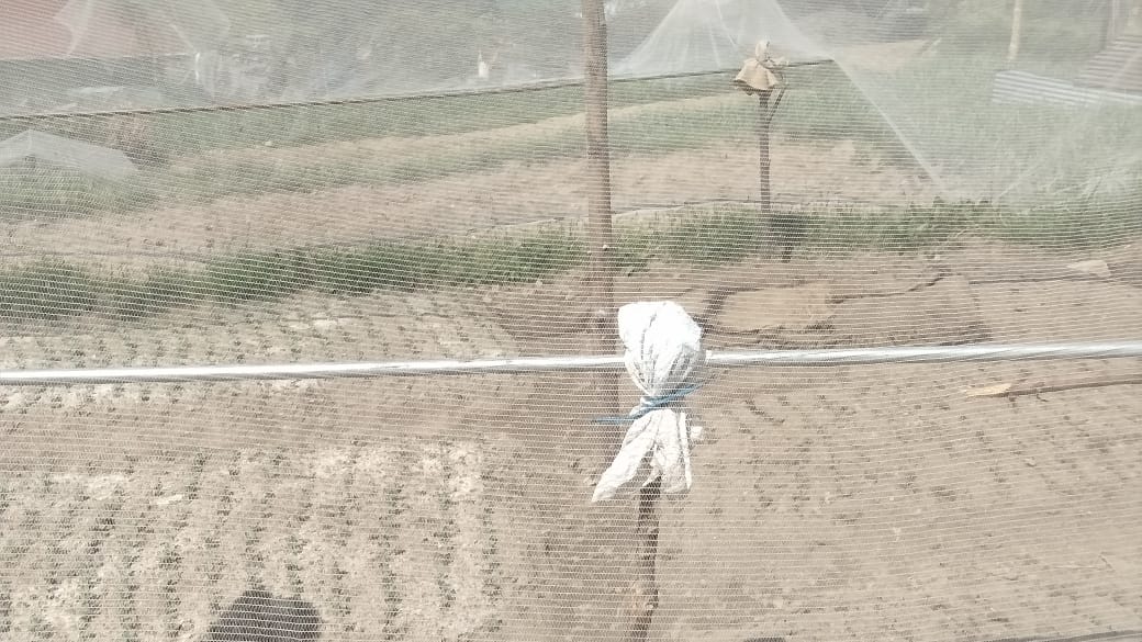 बेमौसमी सब्जियां उगाकर बदली तकदीर, मेहनत और कृषि विभाग के सहयोग एवं परामर्श ने साधा लक्ष्य