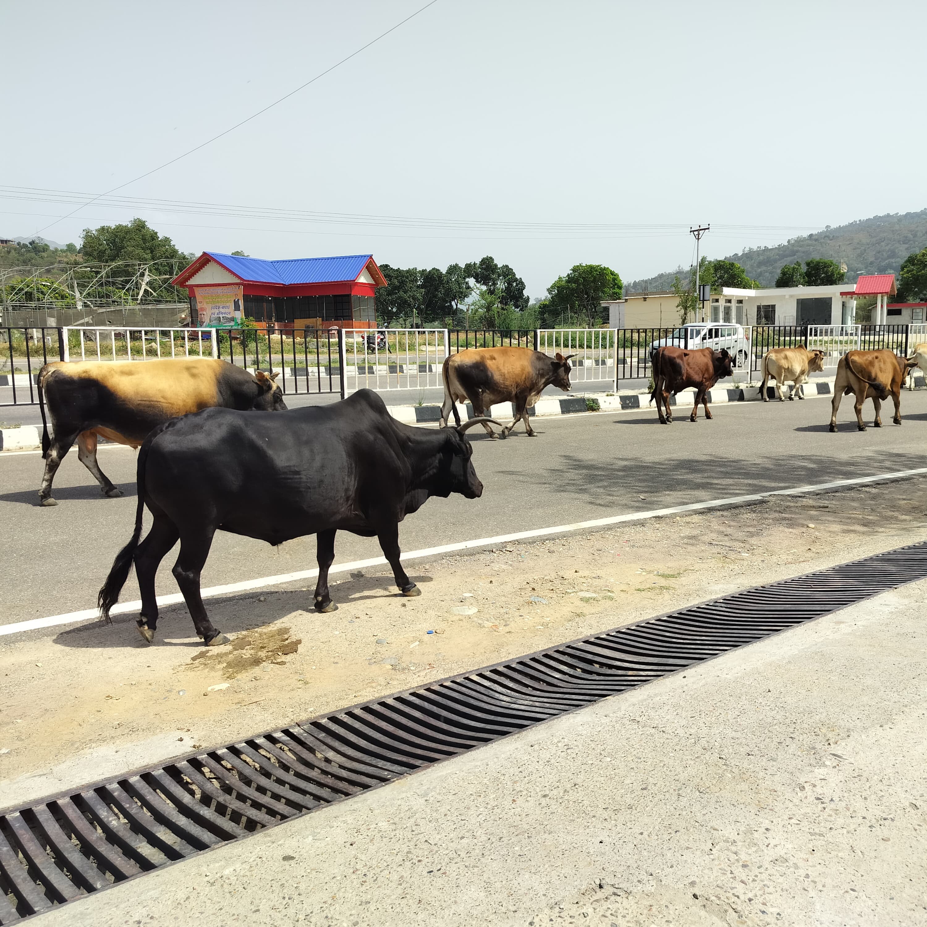 बेसहारा पशुओं ने घेरा बिलासपुर का फोरलेन