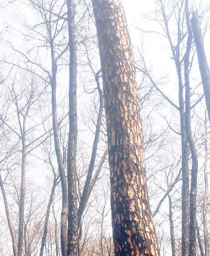 एक साल पहले जंगल में लगी थी आग, विभाग ने मार्किंग के बाद भी नहीं...