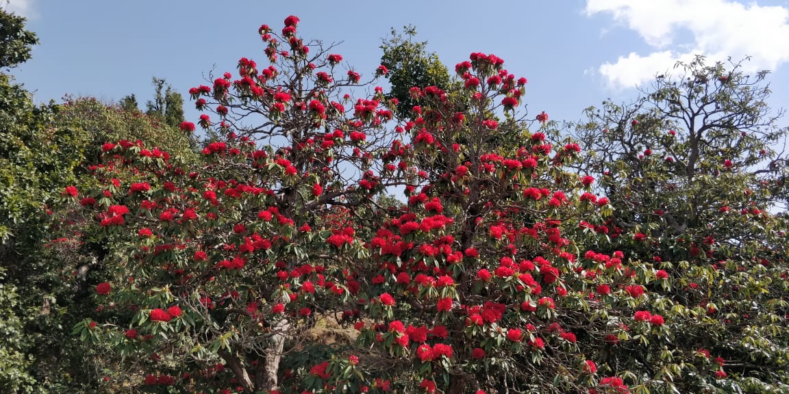 सिरमौर जिला के पझौता व हाब्बन  घाटी बुरांस के फूलों से गुलजार