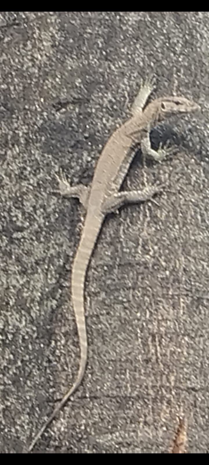 लोक निर्माण विभाग के रेस्ट हाउस में परिसर में सफाई व्यवस्था बनाने की सख्त जरूरत, सताने लगा सरीसृपों का डर 