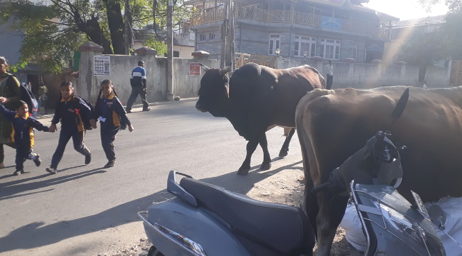भुंतर: वार्ड चार में लावारिस पशुओं का जमघट, स्कूली बच्चों की सुरक्षा पर चिंता; नगर पंचायत चलाएगी अभियान