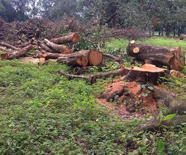 अंबोटा के जंगल में रंगे हाथ पकड़े खैर काटते वन काटू