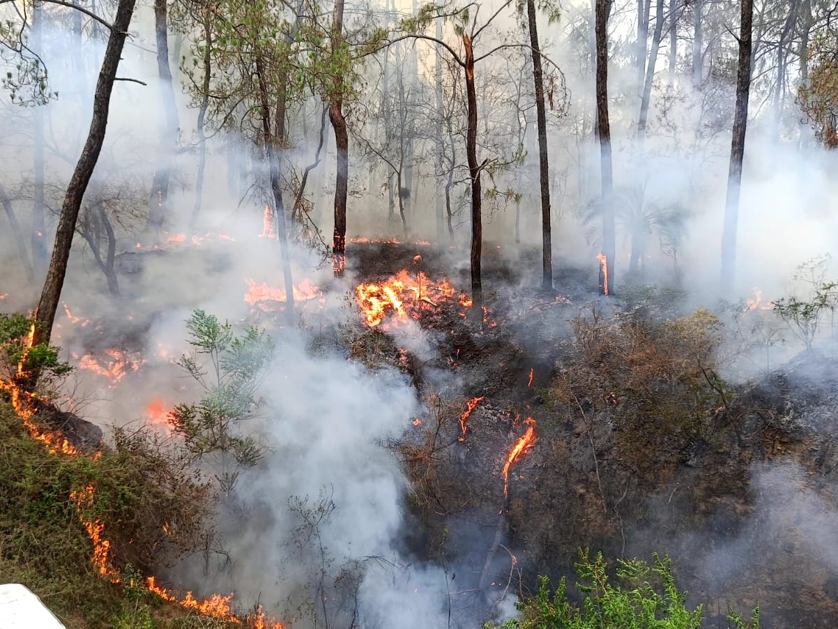 चलसाई बीट में जंगल में लगी आग से लाखों रुपए की वन्य संपत्ति राख