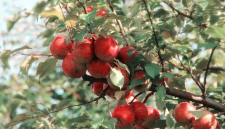 तुर्किये सेब पर संभावित प्रतिबंध से बागवानों में जगी नई उम्मीद