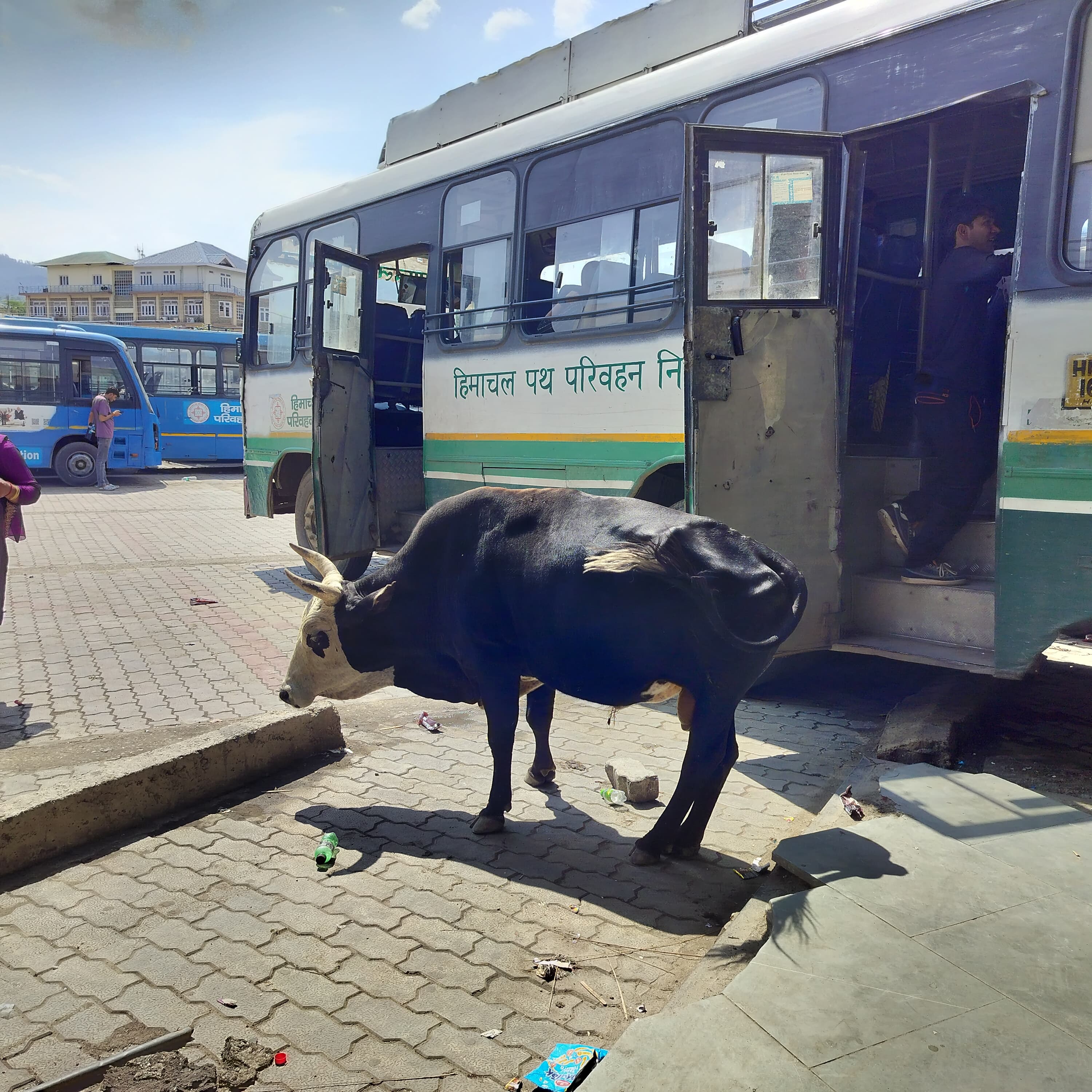 बस अड्डा सुंदरनगर में बस में नहीं चढ़ने देता सांड