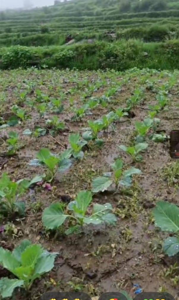 बारिश बनी सब्जी उत्पादकों के लिए वरदान, किसानों के लिए चिंता का कारण