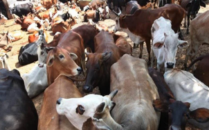 चंबा के घघरोता में गोहत्या मामले में 4 आरोपी गिरफ्तार, 46 सदस्यी...