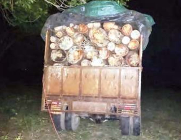 पंजाब ले जाई जा रही चीड़ की लकड़ी से लदा टै्पो पकड़ा